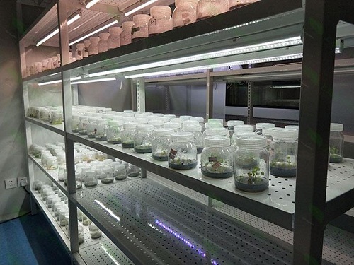 谯城植物组织培养实验室设计建设方案
